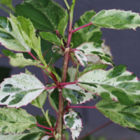 Rooted Hibiscus rosa-sinensis | Checkered Hibiscus 'Hummel's Fantasy' unrooted cuttings