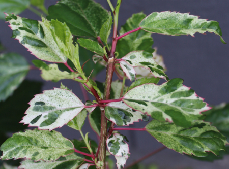 Rooted Hibiscus rosa-sinensis | Checkered Hibiscus 'Hummel's Fantasy' unrooted cuttings