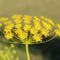 Ridolfia segetum | False Fennel 'Goldspray' seeds
