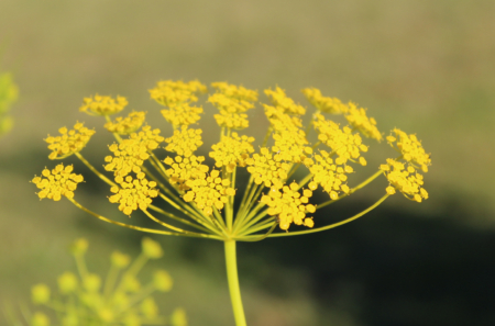 Ridolfia segetum | False Fennel 'Goldspray' seeds