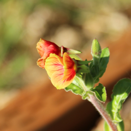 Oenothera fruticosa ssp. glauca Evening Primrose 'Blood Orange' flower