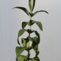 Buddleja salviifolia plant