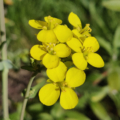 Brassica juncea | Chinese Mustard seeds