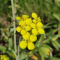 Brassica juncea | Indiaan Mustard seeds