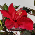 Hawaiian Hibiscus Hibiscus rosa-sinensis (Hibiscus cooperi)| 'Carnival'