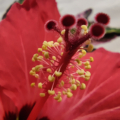 Hibiscus rosa-sinensis (Hibiscus cooperi)| Variegated Hibiscus 'Carnival'