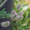 Trifolium arvense | Rabbits-foot Clover seeds