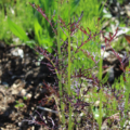 Brassica juncea 'Ruby Streaks' seeds