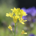 Brassica juncea | Chinese Mustard 'Ruby Streaks' flower