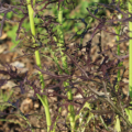 Brassica juncea | Leaf Mustard 'Ruby Streaks' seeds