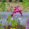 Polygonum orientale/ Persicaria orientale | Kiss-Me-Over-The-Garden-Gate flowers