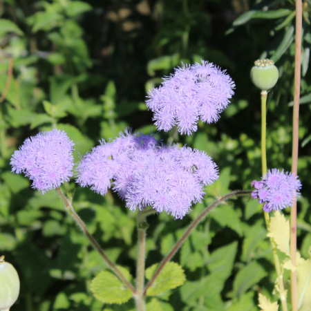 Blue Bouquet Ageratum seeds