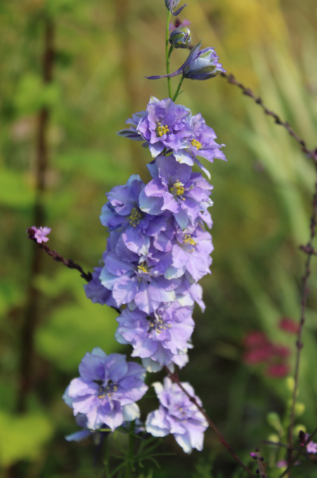 Consolida regalis | Rocket Larkspur 'Light Blue' flowers