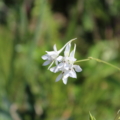 Delphinium Consolida regalis seeds | Field Larkspur 'Snow Cloud'