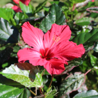 Carnival Hibiscus plant