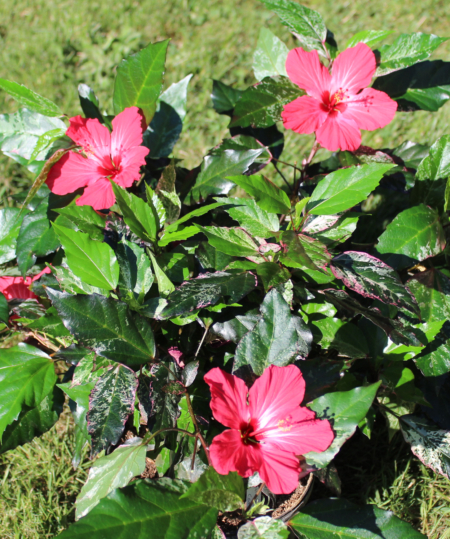 Hibiscus Carnival rooted plant