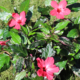 Hibiscus Carnival rooted plant