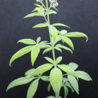 Vitex Cannabifolia plant
